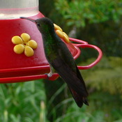 Rufous-tailed Hummingbird